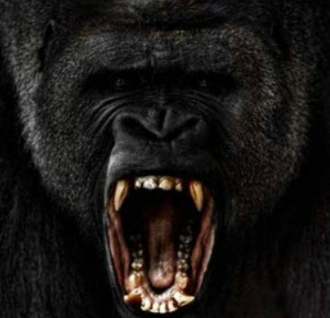 Gorilla showing teeth