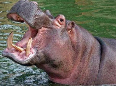 Hippo in the wild