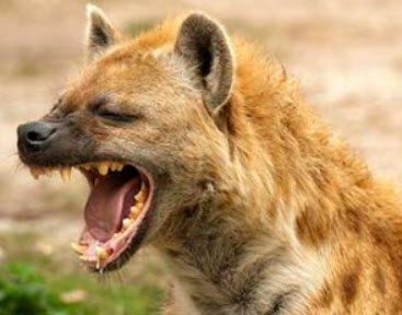 Image of a Hyena in the wild opening his jaw and showing teeth.