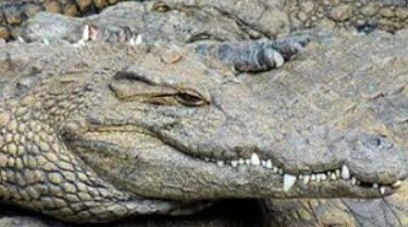 The Nile Crocodile's teeth