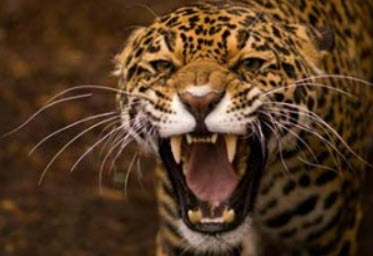 Panthera Onca, Jaguar