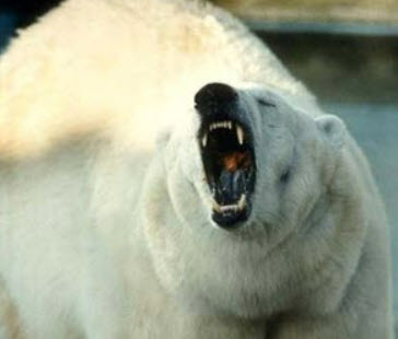 A Polar bear in the wild.