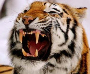 Siberian Tiger teeth